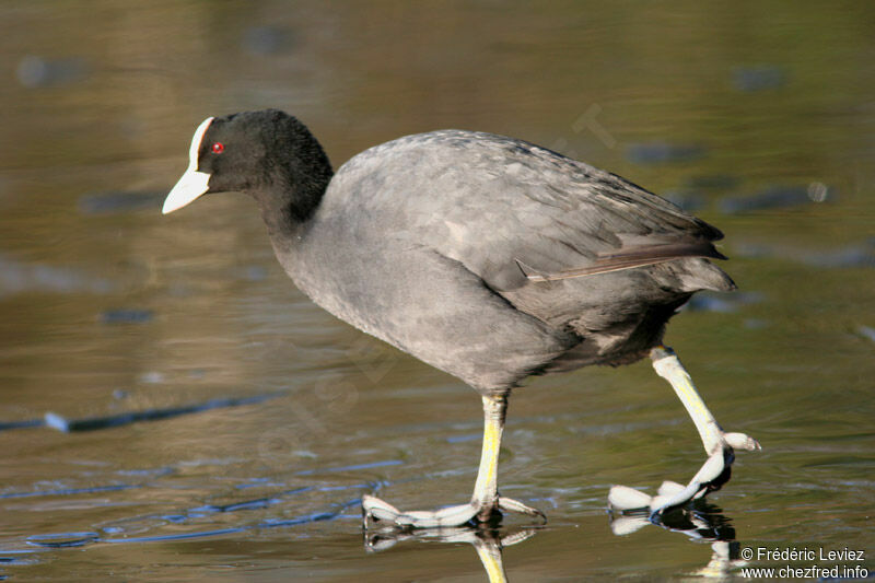 Eurasian Cootadult