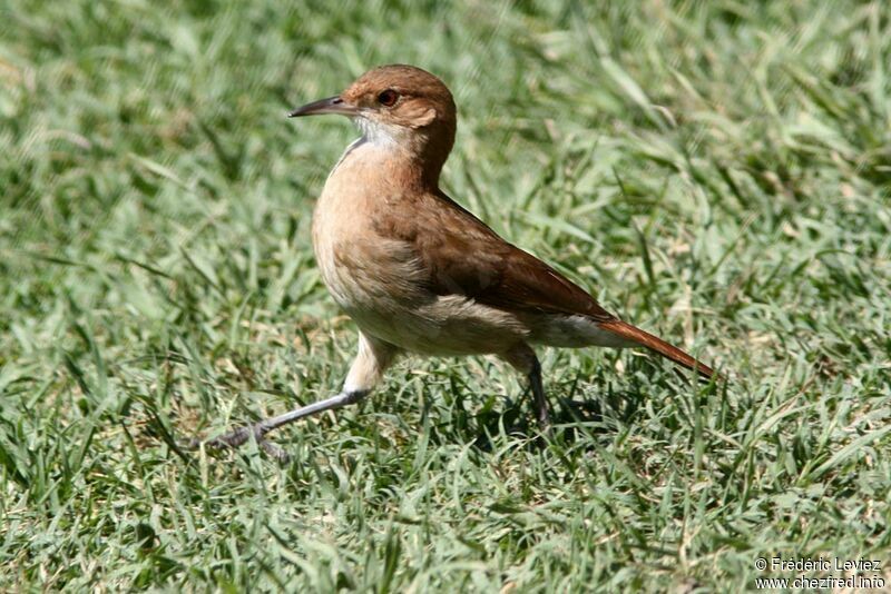 Rufous Horneroadult, identification