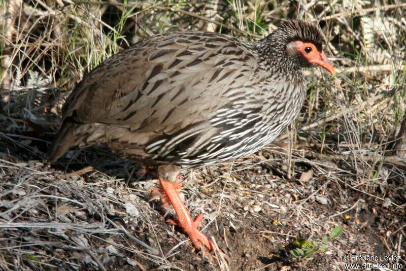 Red-necked Spurfowladult, identification