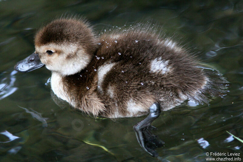 New Zealand Scaupjuvenile, identification