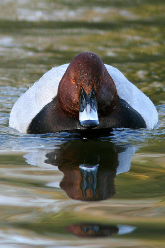 Common Pochard male adult breeding