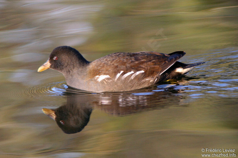 Gallinule poule-d'eau1ère année