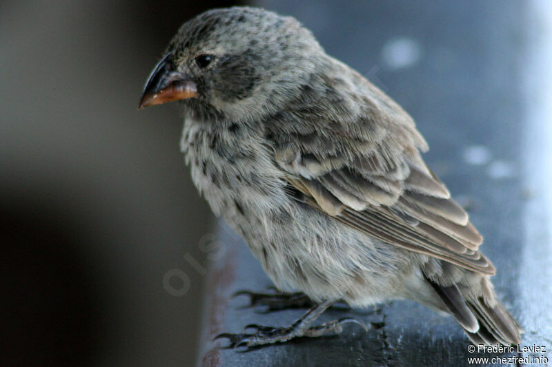 Medium Ground Finch female adult