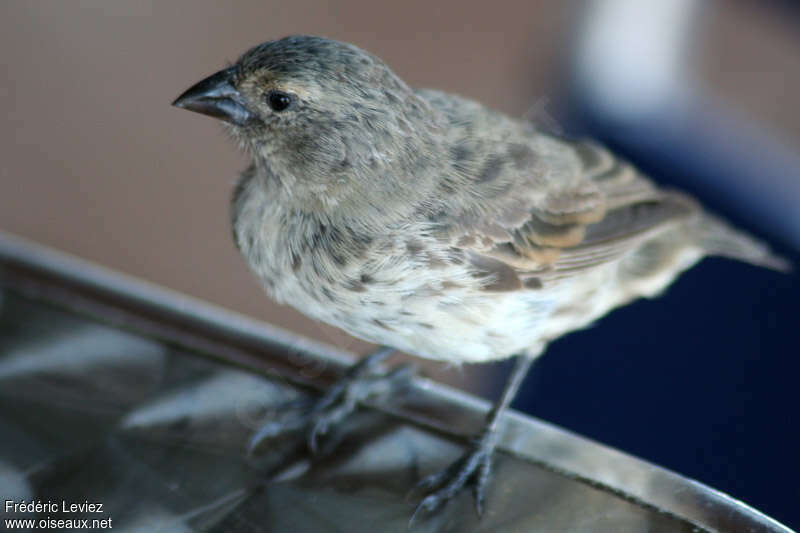 Small Ground Finch female adult, identification