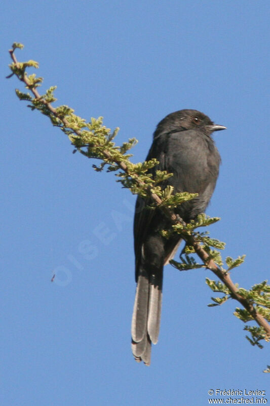 Northern Black Flycatcheradult