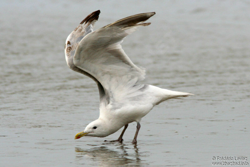 European Herring GullThird  year