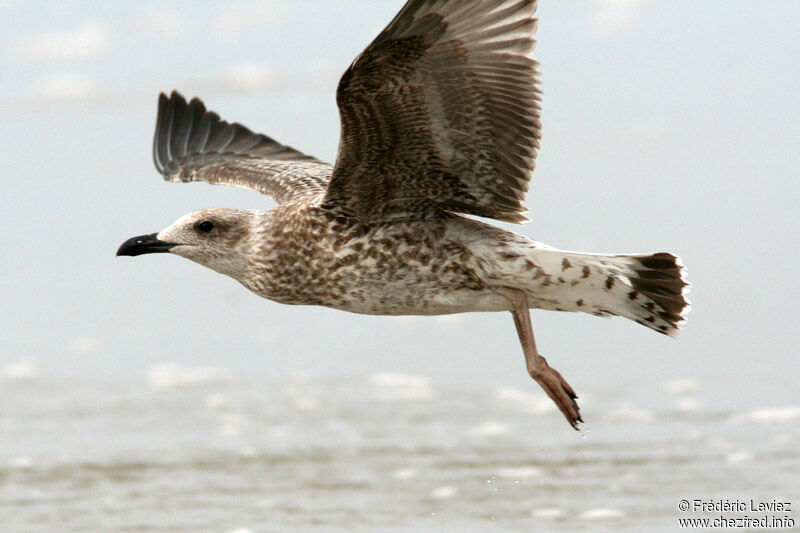 European Herring GullFirst year