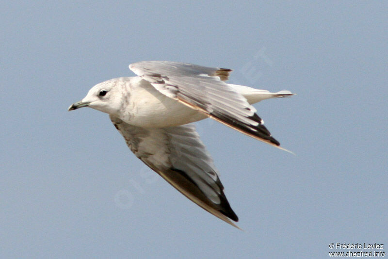 Goéland cendréimmature