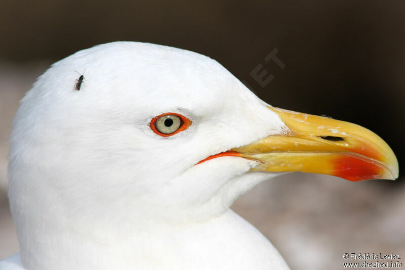 Yellow-legged Gulladult