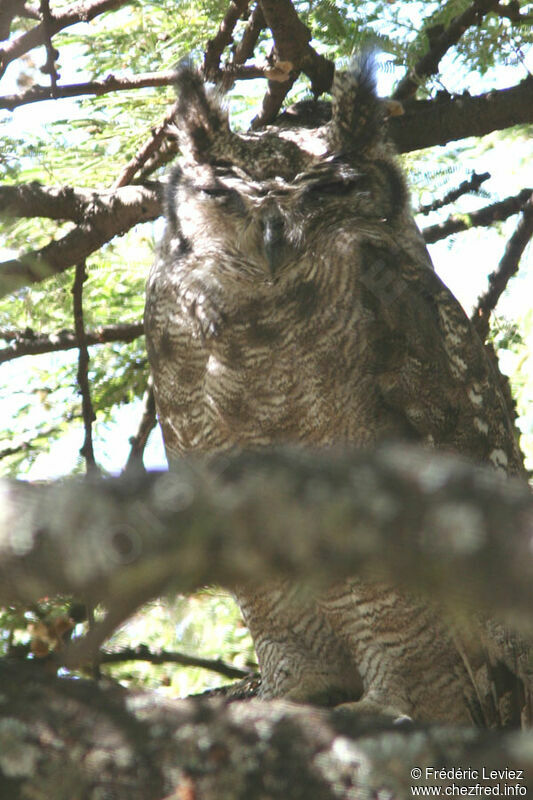 Greyish Eagle-Owladult