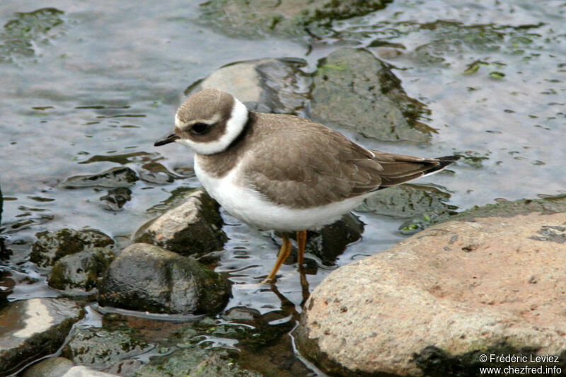 Common Ringed Plover