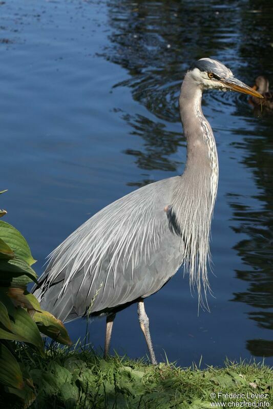 Great Blue Heronadult, identification