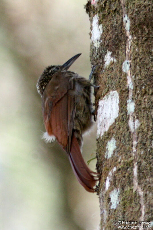 Grimpar à longue queueadulte, identification