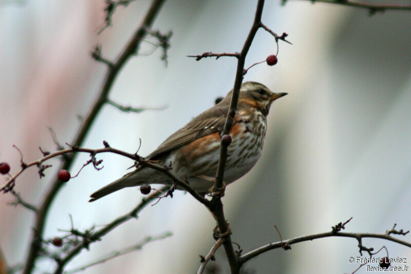 Redwingadult