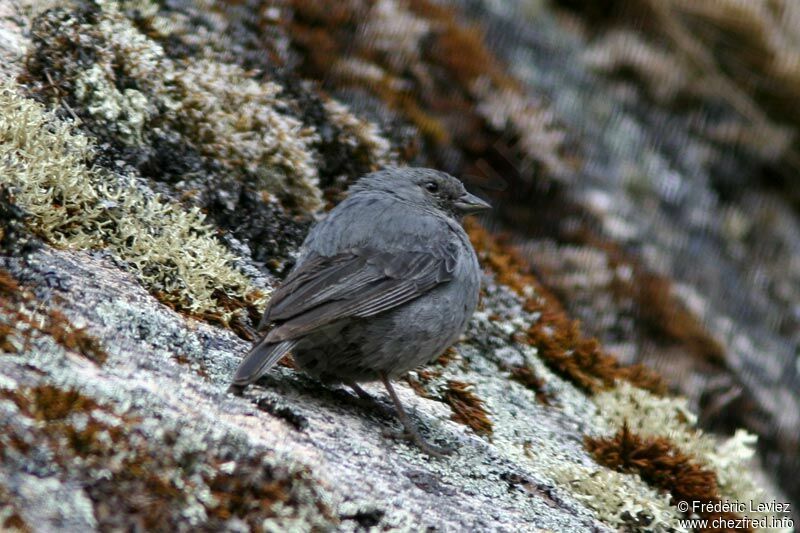 Haplospize gris-de-plomb