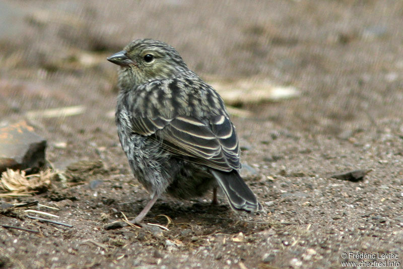 Haplospize gris-de-plomb