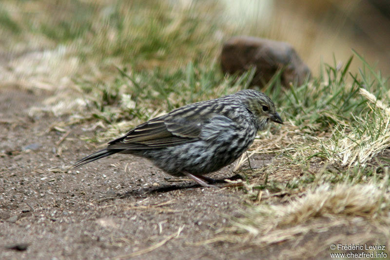 Haplospize gris-de-plomb