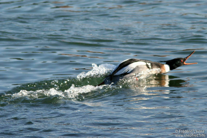 Red-breasted Merganser male adult breeding