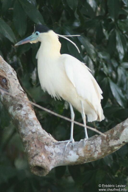 Capped Heronadult