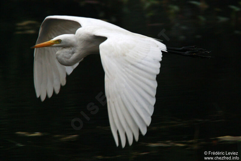 Medium Egretadult, Flight