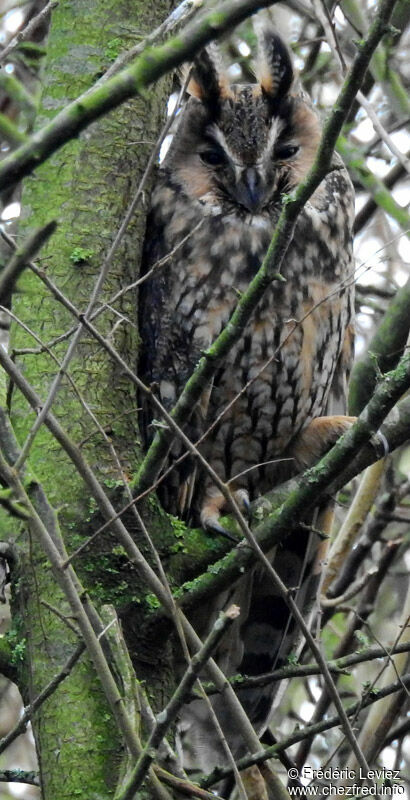 Hibou moyen-duc, identification, portrait