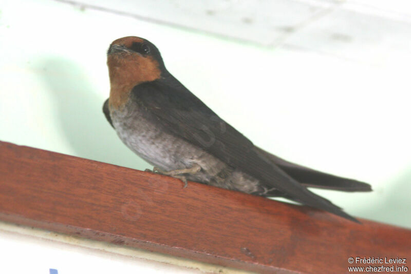 Hirondelle de Tahitiadulte, identification