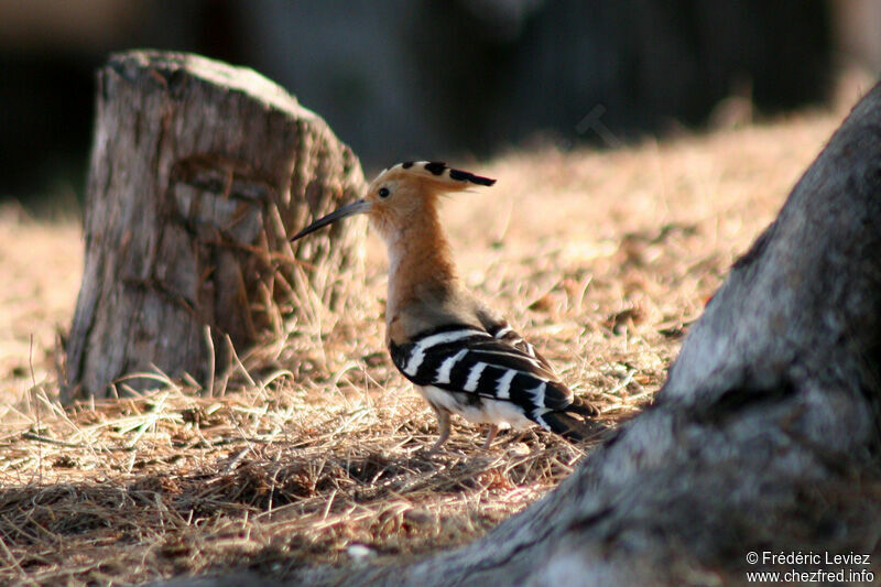 Huppe de Madagascaradulte