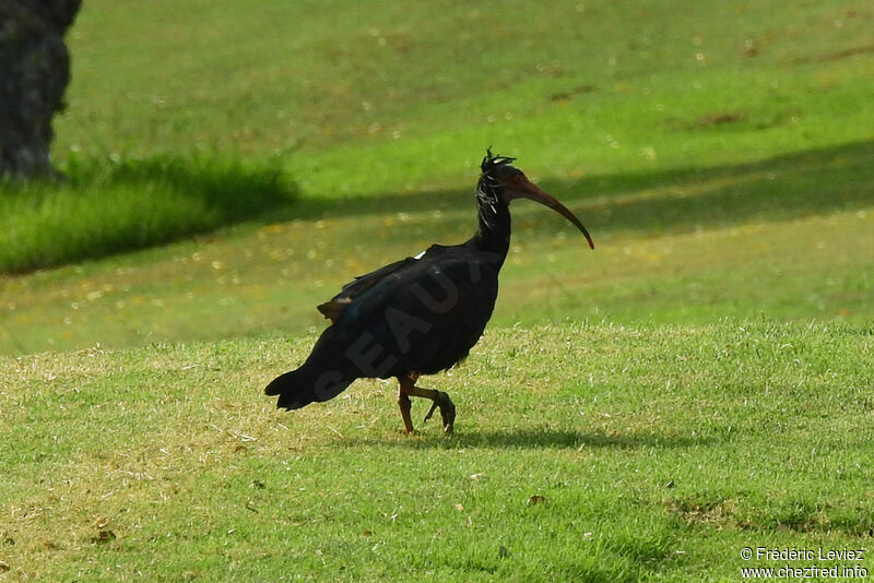 Ibis chauveadulte, identification, portrait, marche