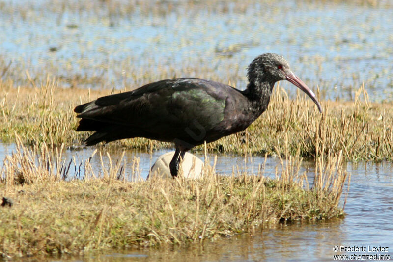 Puna Ibisadult, identification