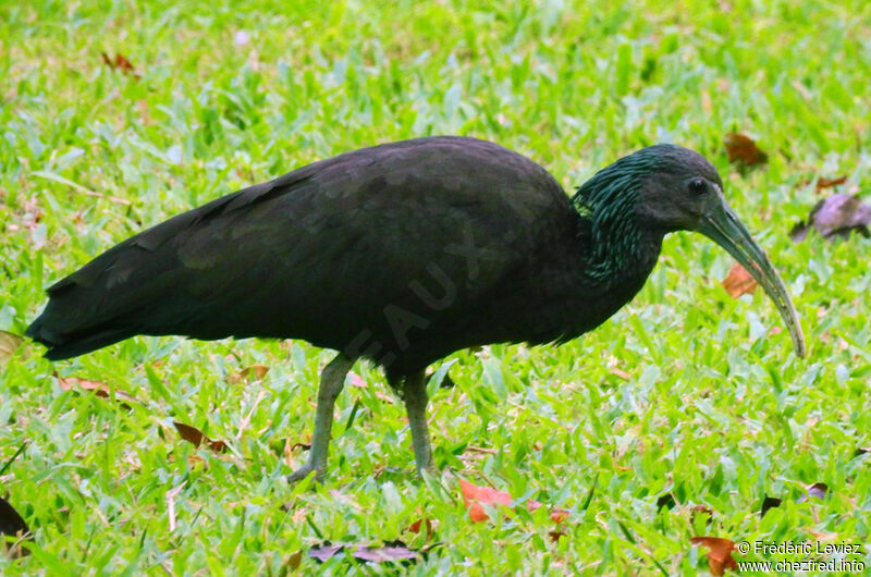 Ibis vertadulte, identification