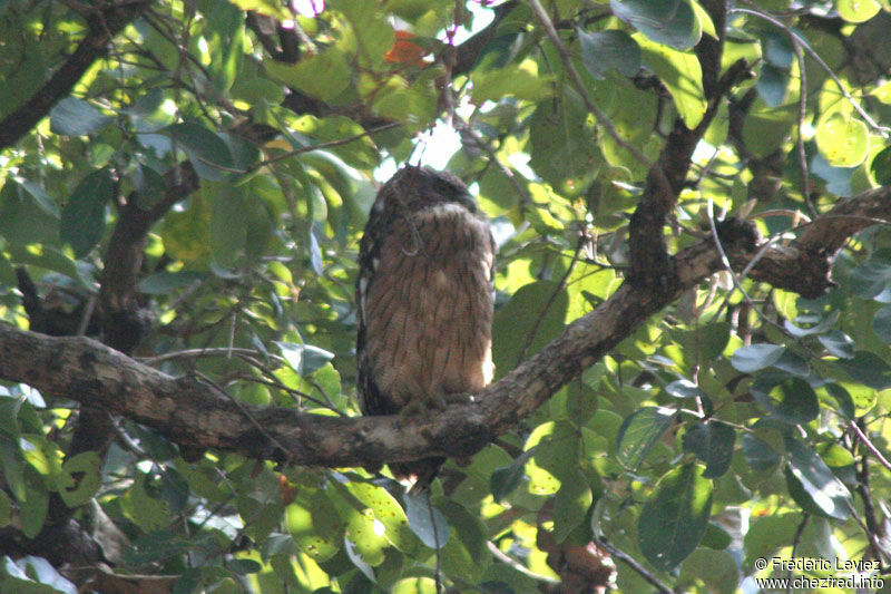 Brown Fish Owladult