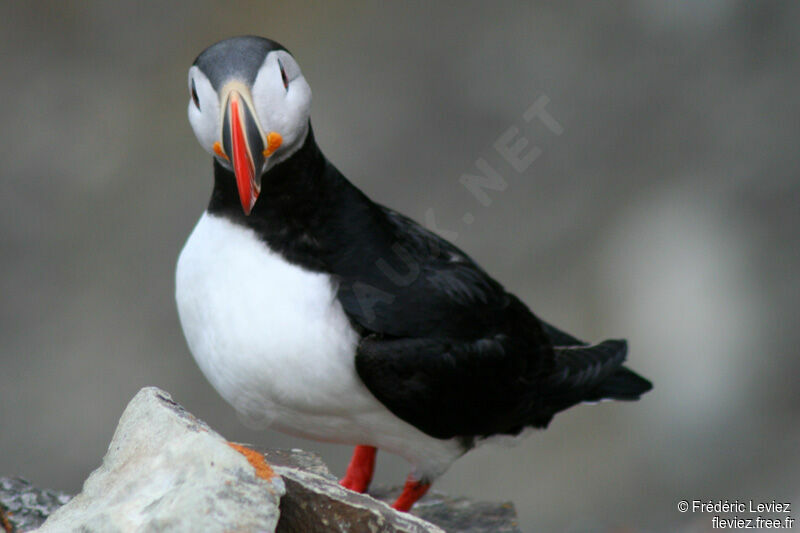 Atlantic Puffinadult breeding