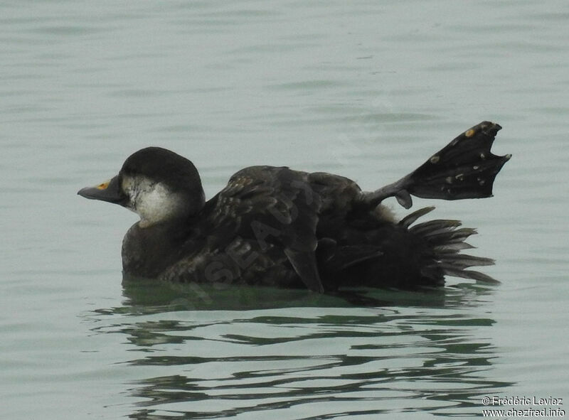 Common Scoter, identification, close-up portrait, swimming