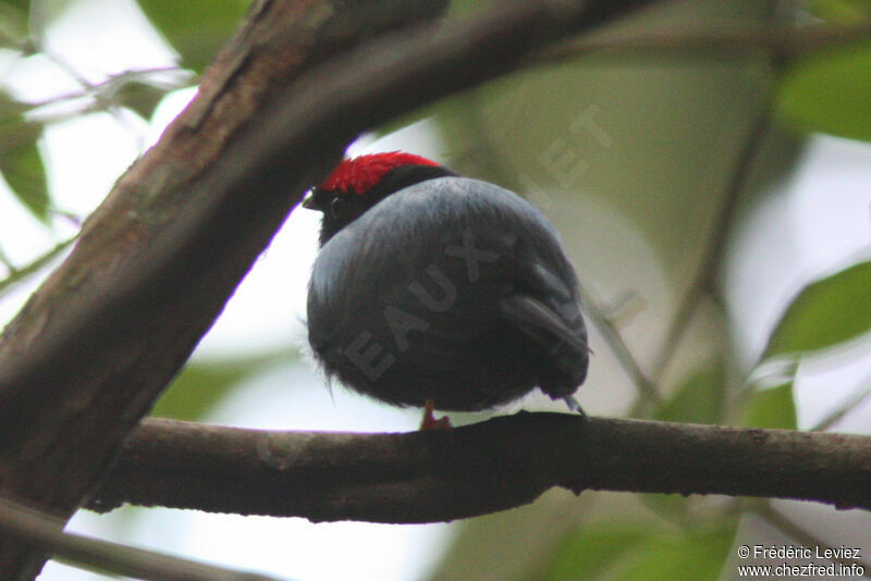 Lance-tailed Manakin