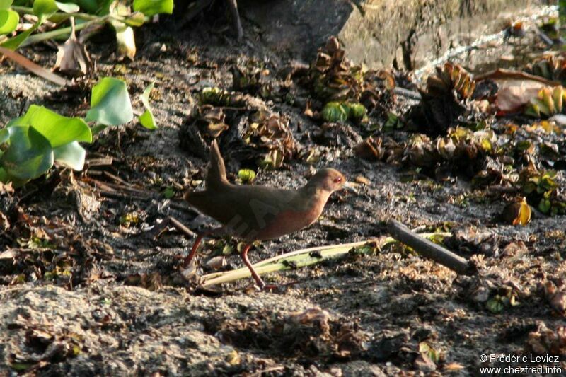 Ruddy-breasted Crakeadult, identification, Behaviour