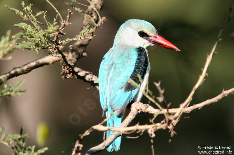 Martin-chasseur du Sénégaladulte