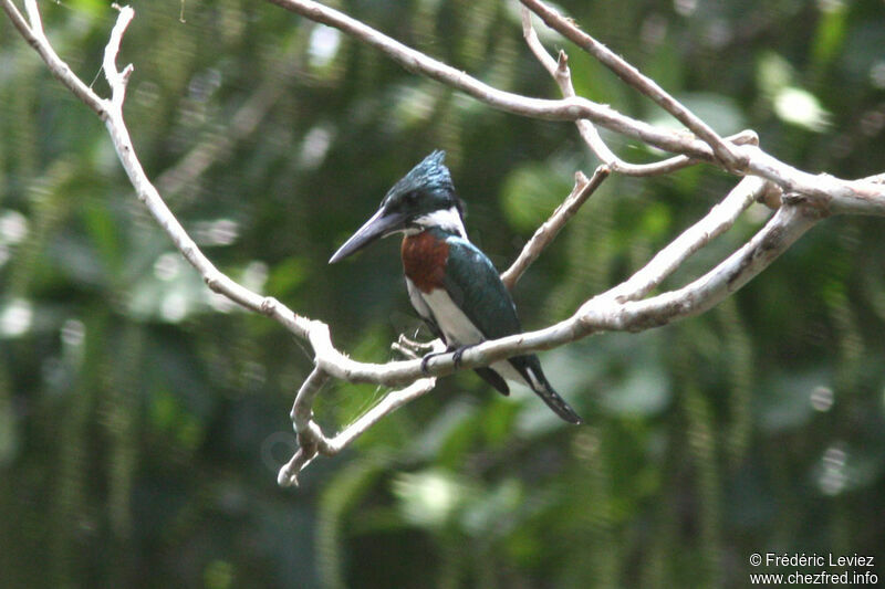 Amazon Kingfisher male adult, identification