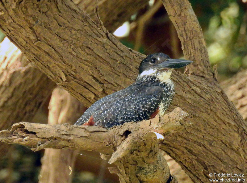 Martin-pêcheur géant mâle adulte, identification, portrait