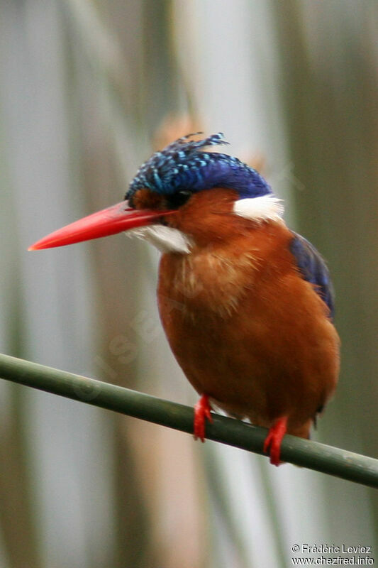 Malachite Kingfisheradult