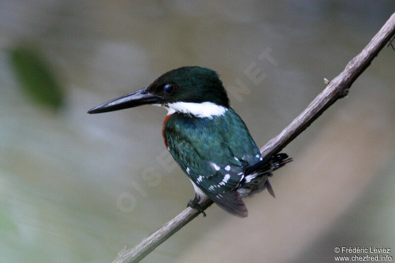 Martin-pêcheur vert mâle adulte, identification