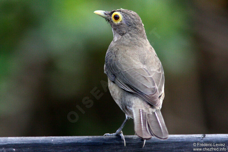 Spectacled Thrush, identification