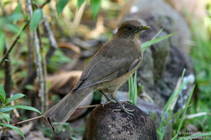 Merle fauve, identification