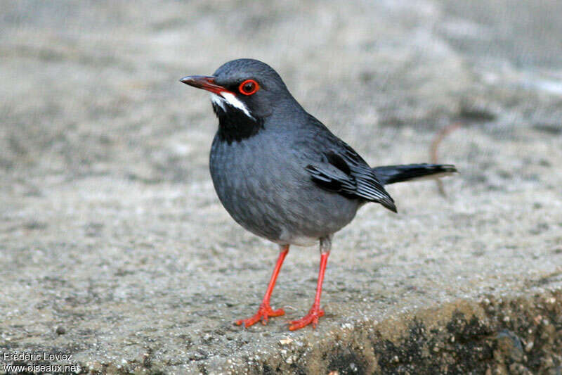 Red-legged Thrushadult, identification