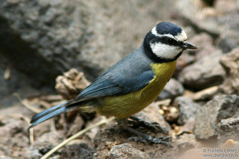 African Blue Titadult, identification