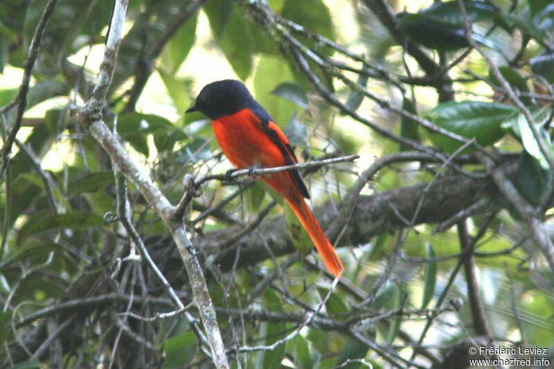 Grey-chinned Minivet male adult, identification