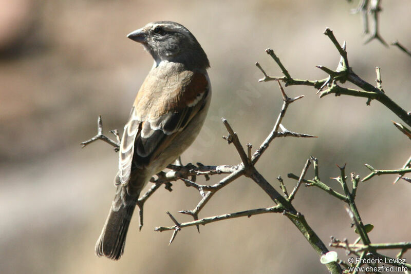 Cape Sparrow female adult, identification