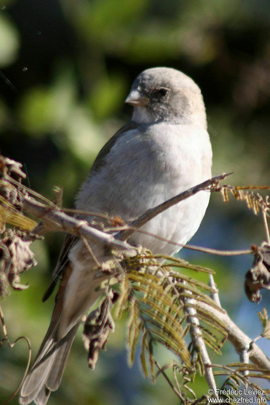 Southern Grey-headed Sparrowadult