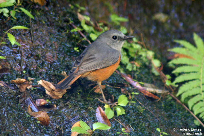 Forest Rock Thrush (bensoni) male adult