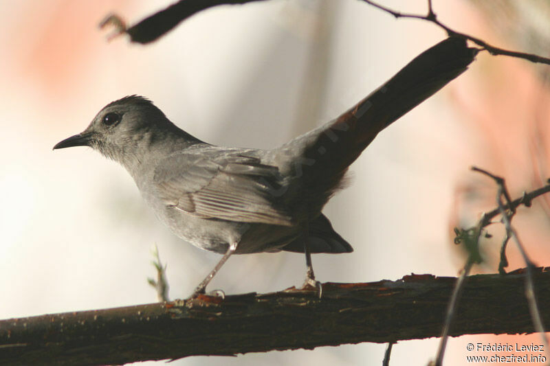 Grey Catbird