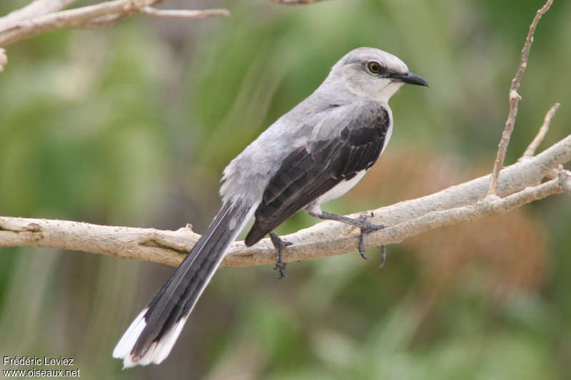 Moqueur des savanesadulte, identification